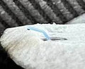 Cannula Tape Securing Tool — Prevent Bent Cannulas & Insulin Delivery Failures
